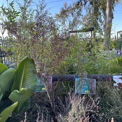 Some plants