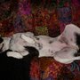 Photo of Happy Endings Dog Rescue