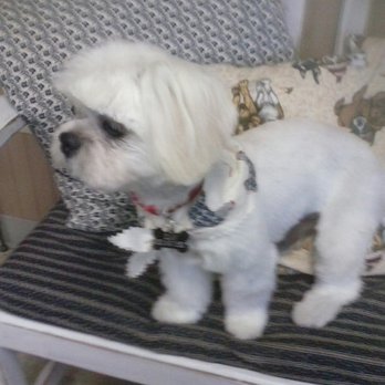 Shaggy Dog - Pet Groomers Near Me - Kennewick, Washington Shaggy Dog - Pet Groomers Near Me - Kennewick, Washington