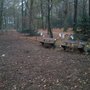 Photo of Hundespielplatz Sierichsches Gehölz Im Stadtpark