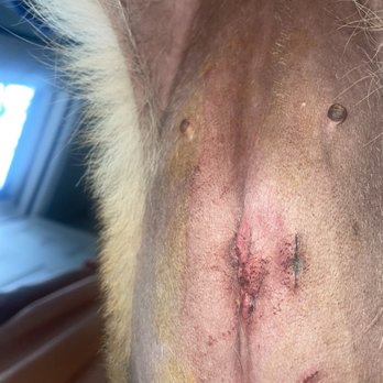 Harris County Pets - The brown stuff you see around the edges is watered down betadine. - Veterinarians Near Me - Houston, Texas Harris County Pets - The brown stuff you see around the edges is watered down betadine. - Veterinarians Near Me - Houston, Texas