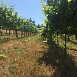 Monument Mountain Vineyards - Tucking shoots and leaf picking in vineyard.