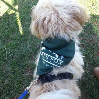 Three Fox Vineyards & Brewery - Charlie the Tzu rocking his Three Fox vineyards bandana - Wineries Near Me - Delaplane, Virginia Three Fox Vineyards & Brewery - Charlie the Tzu rocking his Three Fox vineyards bandana - Wineries Near Me - Delaplane, Virginia