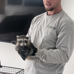 Tri County Trappers - Cute baby raccoon successfully removed!