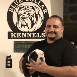 Blue Collar Kennel