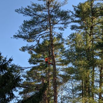 Walnut Tree Service - Tree Services Near Me - Stoughton, Massachusetts
