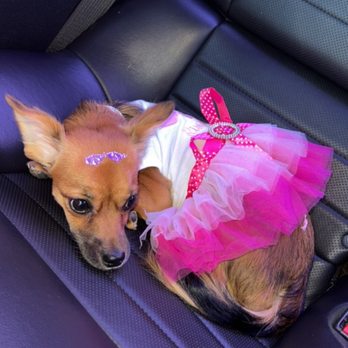 Perfect Pet Salon - Pet Groomers Near Me - Concord, California