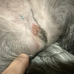 Was cut too close to his skin near his private parts, making it extremely uncomfortable and irritating. Was cut too close to his skin near his private parts, making it extremely uncomfortable and irritating.