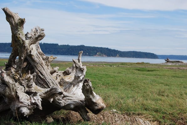 Dosewallips State Park by null