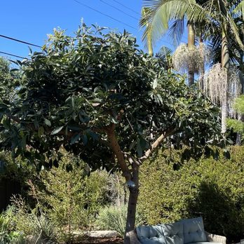 Your Way Tree Service - Lemon, strawberry tree afterwards - Tree Services Near Me