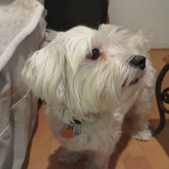 Dog Remedy Behavioral Training - Small dog training - Pet Training Near Me Dog Remedy Behavioral Training - Small dog training - Pet Training Near Me