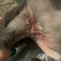 Southwest Animal Emergency Clinic