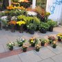 Photo of Blumenstand