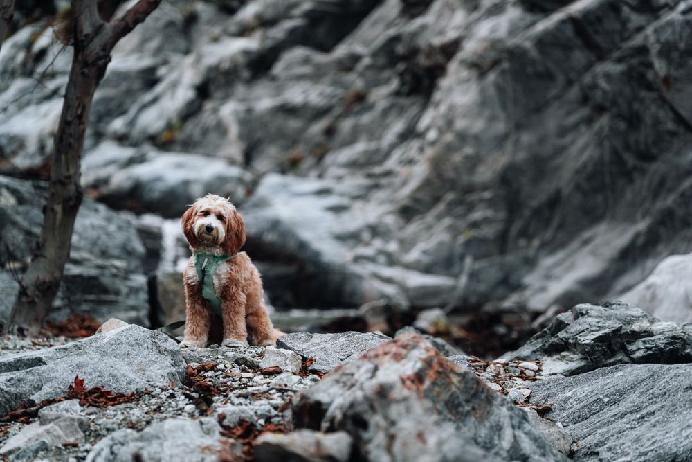Natural Goldendoodle Image