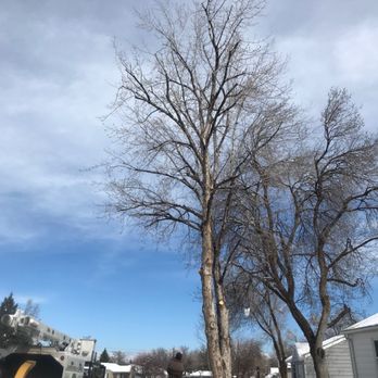 Jones Tree & Lawn - After trimming - Client's focus was to reduce and mitigate snow load breakage. - Tree Services Near Me - Arvada, Colorado Jones Tree & Lawn - After trimming - Client's focus was to reduce and mitigate snow load breakage. - Tree Services Near Me - Arvada, Colorado