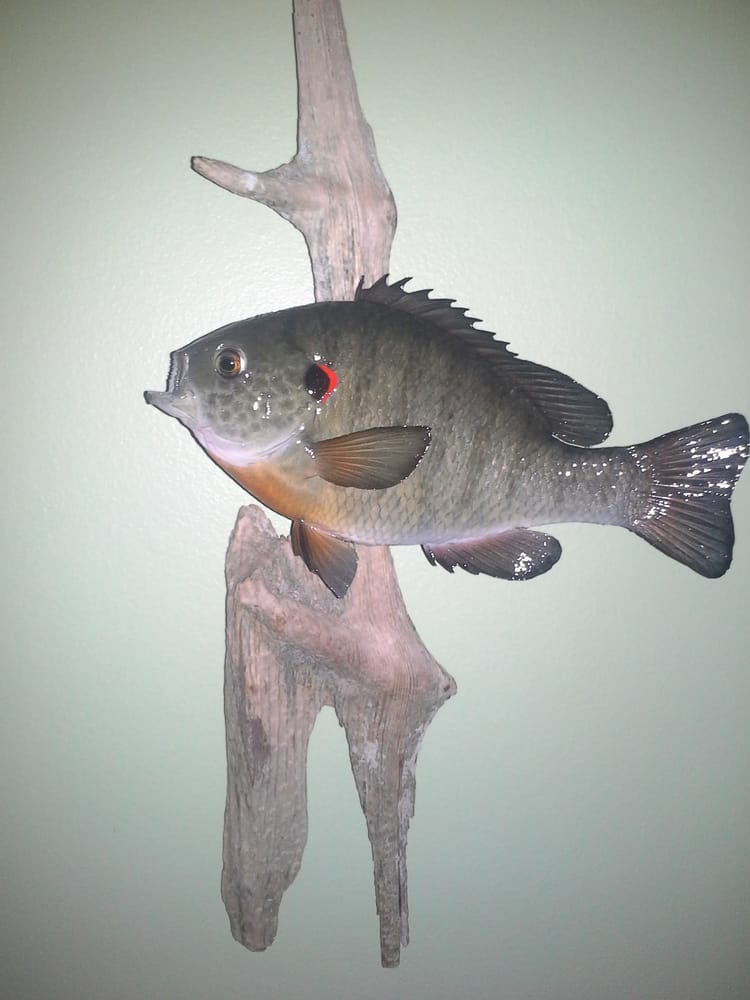 Chandler's Authentic Taxidermy - taxidermy in Trenton, MI