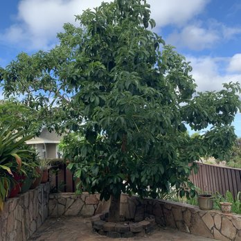 Mr. Alone Services - Avocado tree - Tree Services Near Me Mr. Alone Services - Avocado tree - Tree Services Near Me
