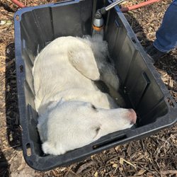 Cottonwood Urban Farm - One of the three farm dogs in a bin of water