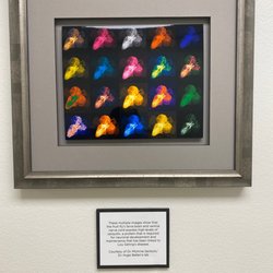Baylor College of Medicine - Fruit fly brain