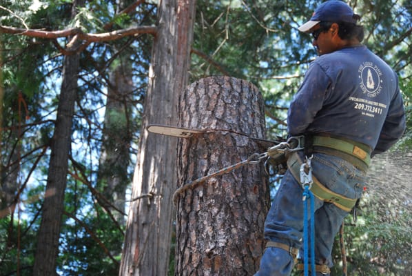 "Honest Work. Healthy Trees. Happy Clients." - "Honest Work. Healthy Trees. Happy Clients."
