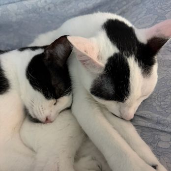 OC Animal Care - The sisters are so happy - Animal Shelters Near Me - Tustin, California OC Animal Care - The sisters are so happy - Animal Shelters Near Me - Tustin, California