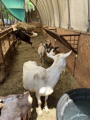 Caromont Farm by null