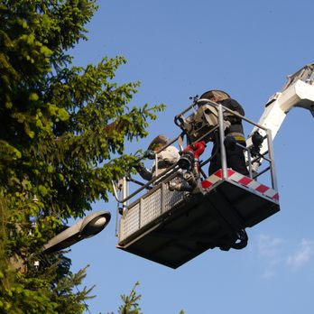Able Tree Care - Tree Services Near Me - Bronx, New York Able Tree Care - Tree Services Near Me - Bronx, New York
