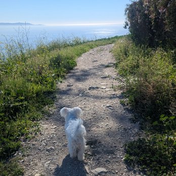Filiorum Reserve - Dogs must be on leash. Brought a leash but harness was missing! I did have his sling though and he was taking a break. - Hiking Near Me - Rolling Hills Estates, California
