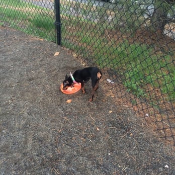 Baron Cameron Dog Park - Thirsty from running around - Dog Parks Near Me - Reston, Virginia