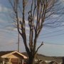Photo of Taylor's Tree Service