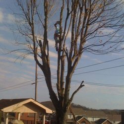Taylor's Tree Service