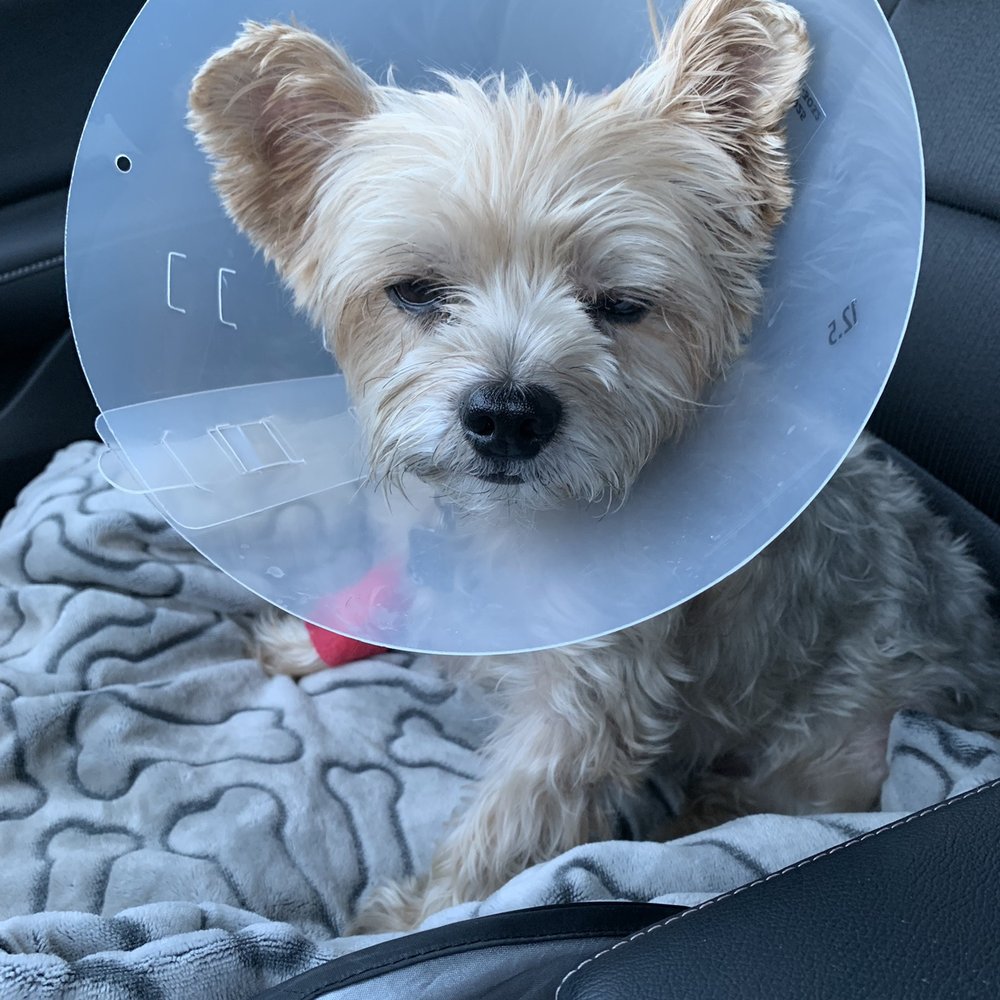 Garden Grove Emergency Pet Hospital Fasci Garden