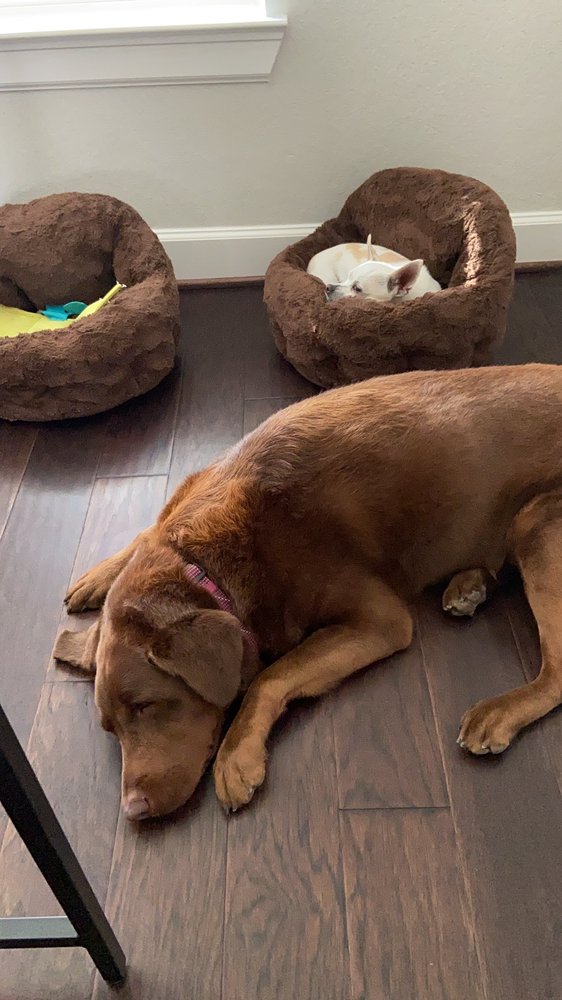 PEARLY PAWS MOBILE PET GROOMING Updated August 2024 Houston, Texas Pet Groomers Phone