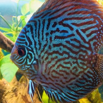 Splash Aquarium - Local Fish Stores Near Me - Sacramento, California Splash Aquarium - Local Fish Stores Near Me - Sacramento, California