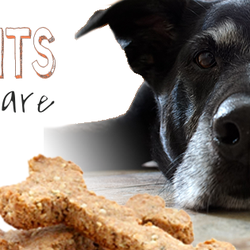 Biscuits Doggie Daycare