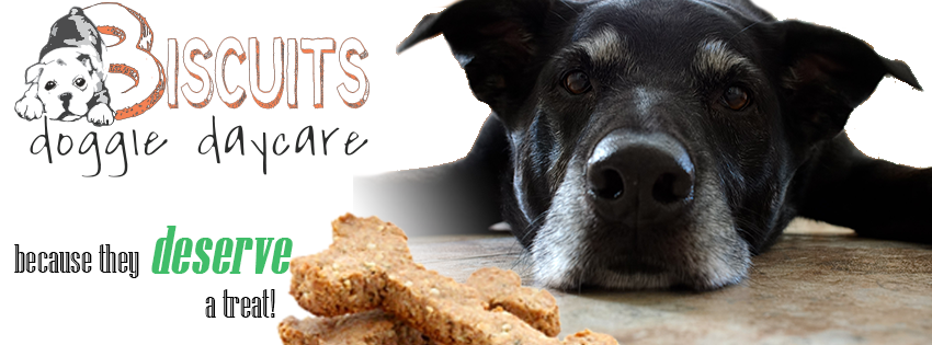 Biscuits Doggie Daycare - pet boarding facility in Tacoma, WA