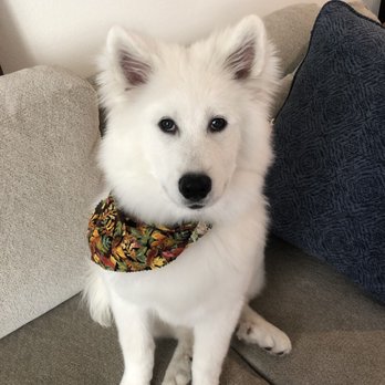 Paws At Main - Pet Groomers Near Me - Corona, California Paws At Main - Pet Groomers Near Me - Corona, California