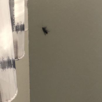 La Quinta by Wyndham Dublin - Pleasanton - A cockroach on my hotel wall... during the day even they must be brave here - Hotels Near Me - Dublin, California