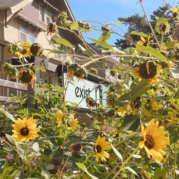 Exist Green - sunflowers in front of a house - Herbs & Spices Near Me - Omaha, Nebraska