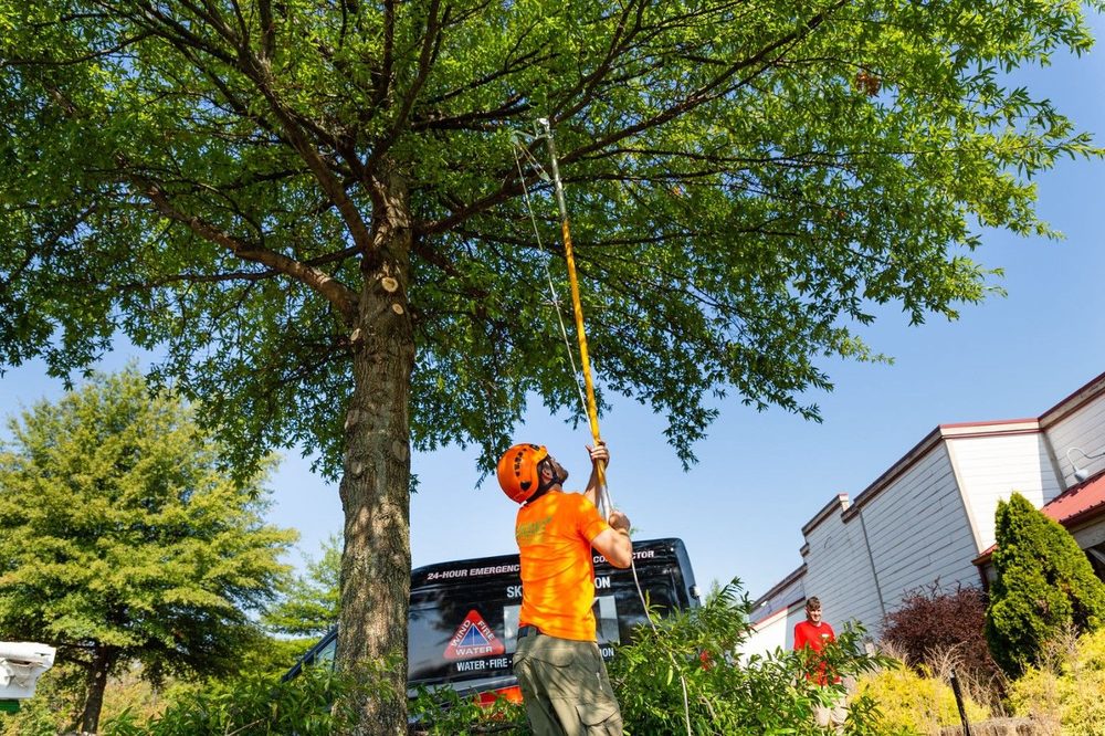 Campbell's landscape services - tree service in Newark, DE