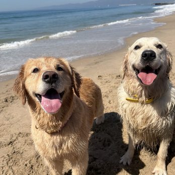 Social Pups - Dogs - Dog Walkers Near Me Social Pups - Dogs - Dog Walkers Near Me