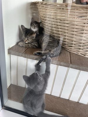 PAWS Chicago by null