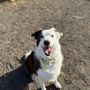 Photo of Sunriver Pet Boutique and Spa