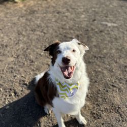 Sunriver Pet Boutique and Spa - Mack!