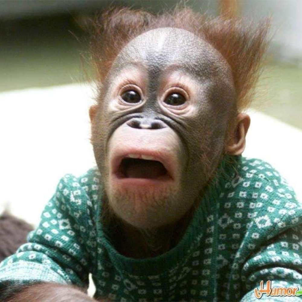 a baby orangutan a baby orangutan