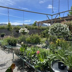 Redwood Nursery
