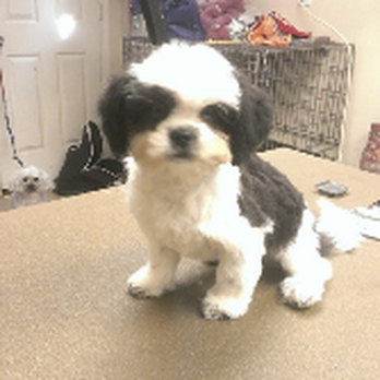 Gentle Groomer - Pet Groomers Near Me - Phoenixville, Pennsylvania Gentle Groomer - Pet Groomers Near Me - Phoenixville, Pennsylvania
