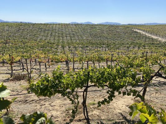 Palumbo Family Vineyard by null