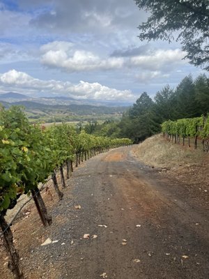 Bella Vineyards & Wine Caves by null