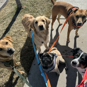 Mandalay Bond Pet Services - Dog Walkers Near Me Mandalay Bond Pet Services - Dog Walkers Near Me